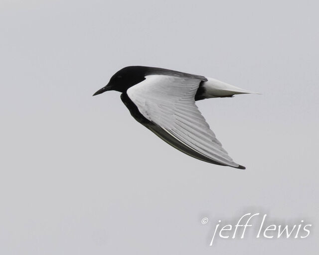 White-winged Tern