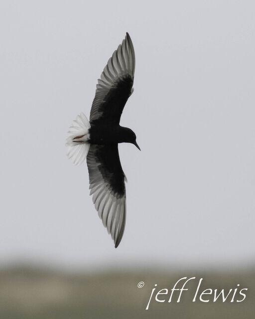 White-winged Tern