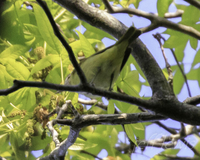 Yellow-green Vireo