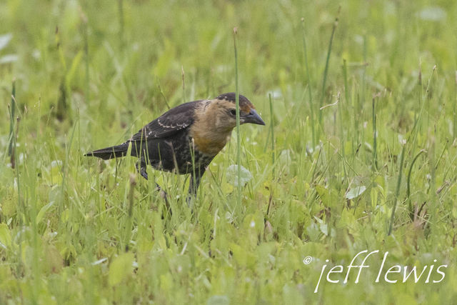 Yellow-headed Blackbird