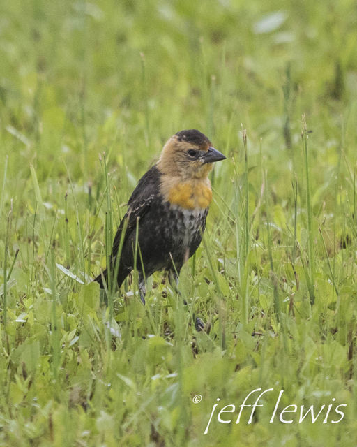 Yellow-headed Blackbird