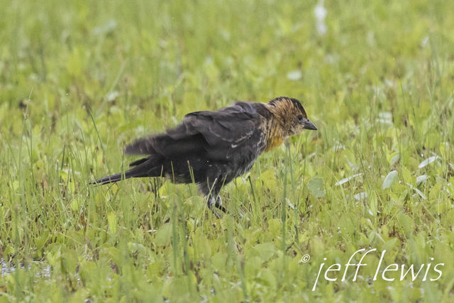 Yellow-headed Blackbird