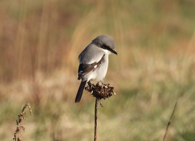 Loggerhead Shrike