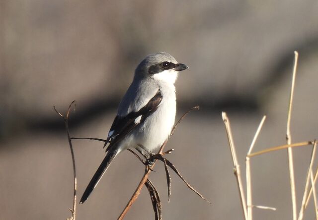 Loggerhead Shrike