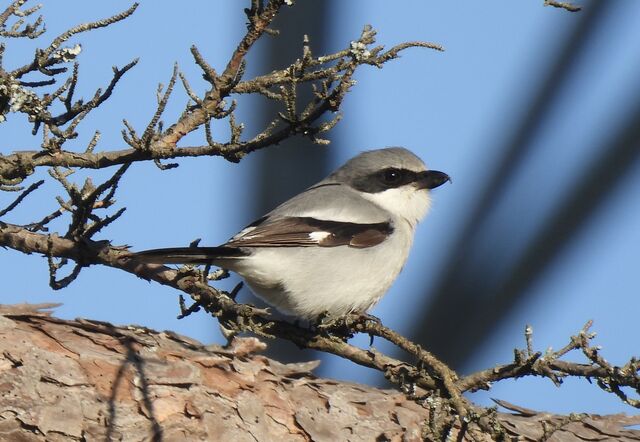 Loggerhead Shrike