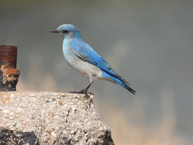 Mountain Bluebird