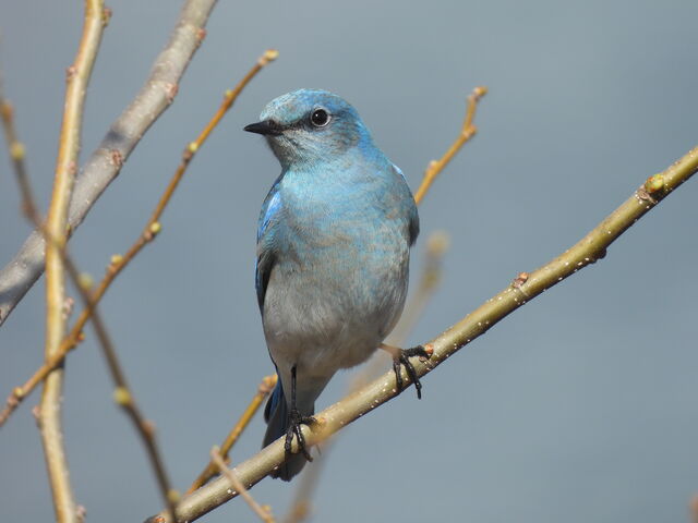 Mountain Bluebird