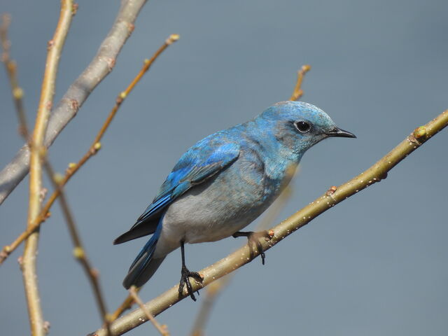 Mountain Bluebird