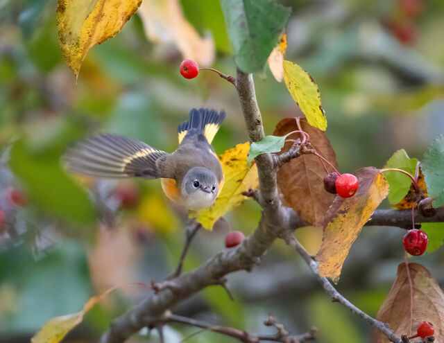 American Redstart