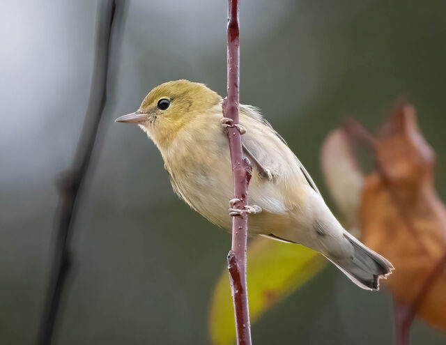 Bay-breasted Warbler