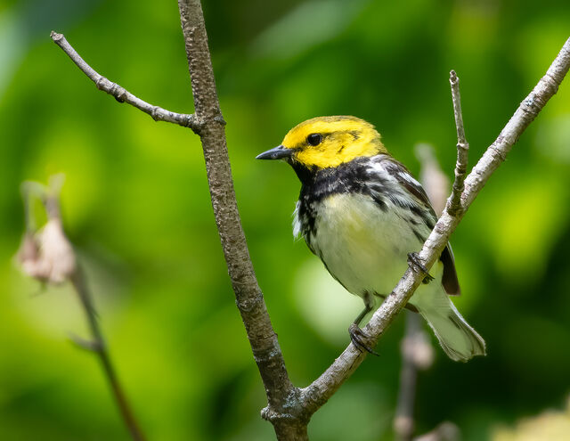 Black-throated Green Warbler