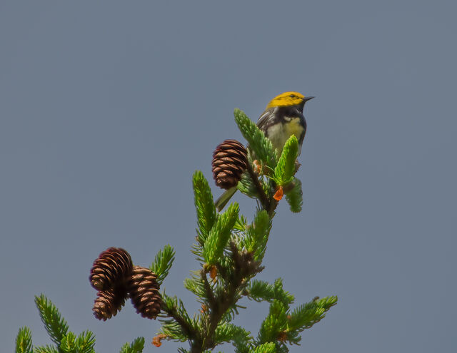 Black-throated Green Warbler