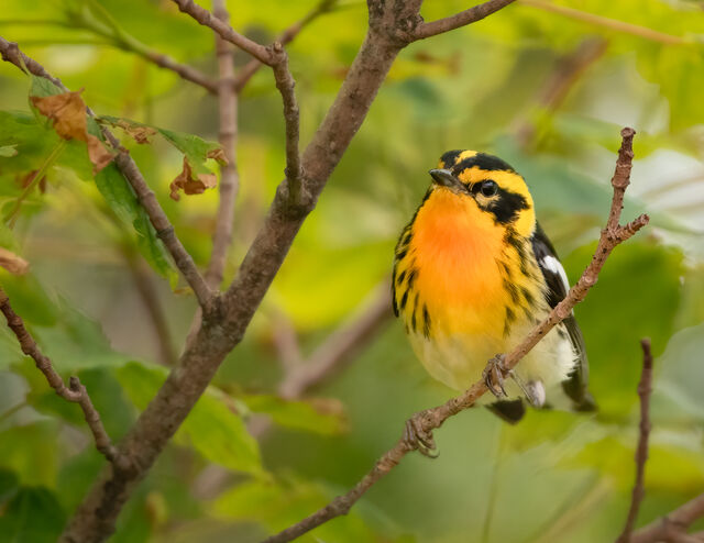 Blackburnian Warbler