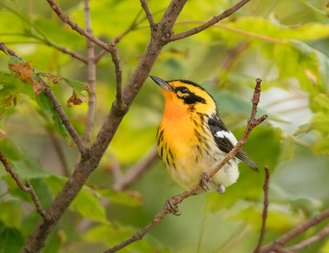 Blackburnian Warbler