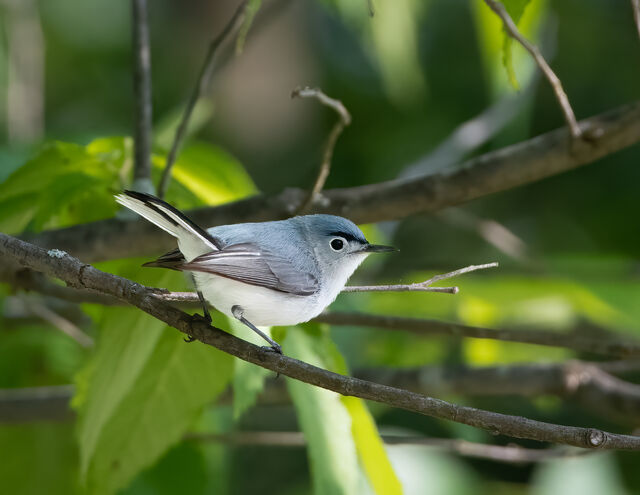 Blue Gray Gnatcatcher   Blue Gray Gnatcatcher DSC 1006 BGGN 1 