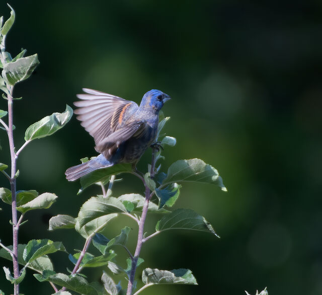 Blue Grosbeak