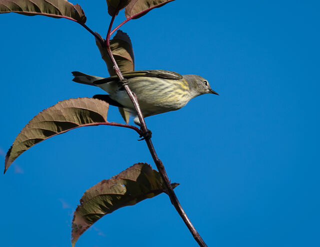 Cape May Warbler