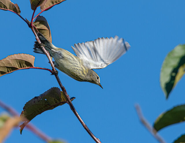 Cape May Warbler