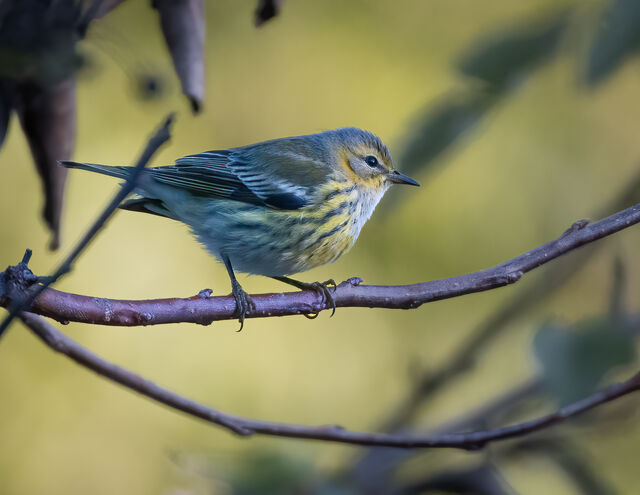 Cape May Warbler