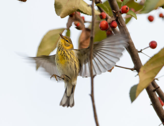 Cape May Warbler