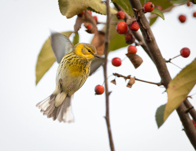 Cape May Warbler