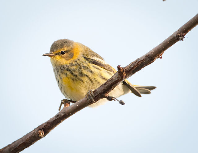 Cape May Warbler