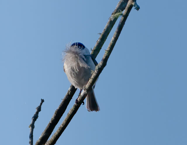 Carolina Chickadee