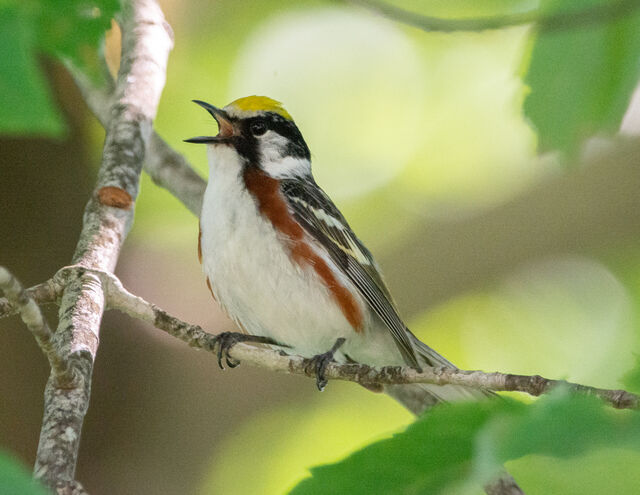 Chestnut-sided Warbler