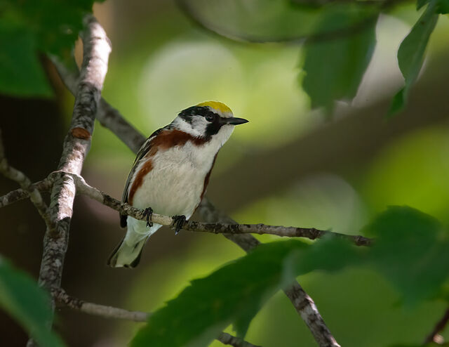 Chestnut-sided Warbler