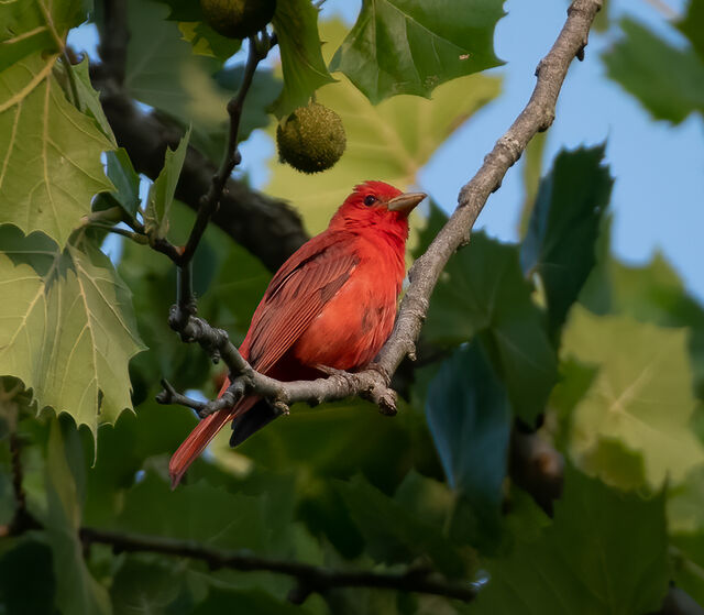 Summer Tanager