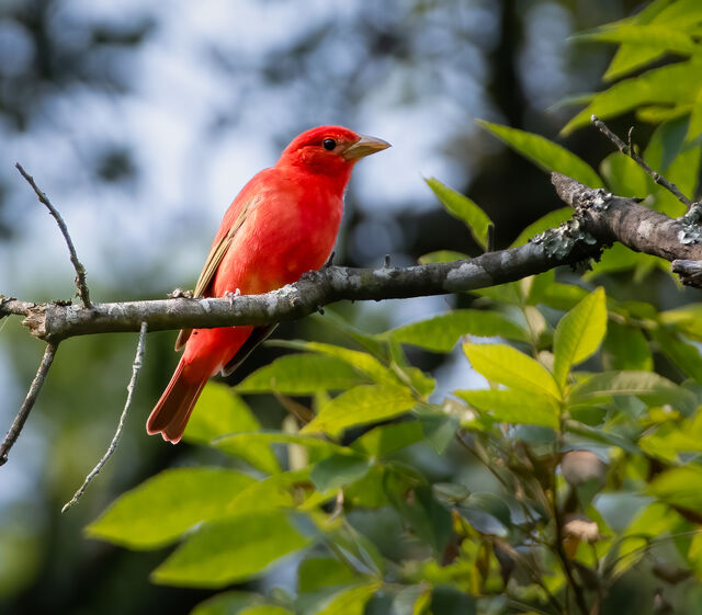 Summer Tanager