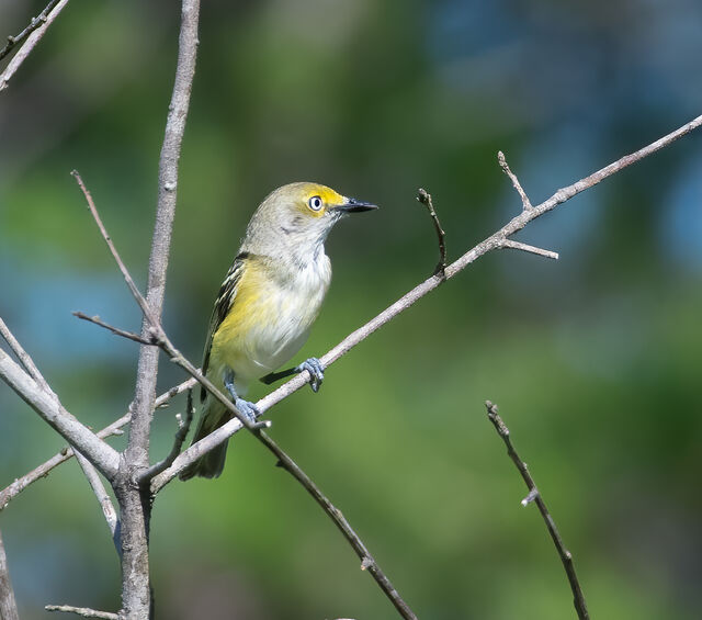 White-eyed Vireo