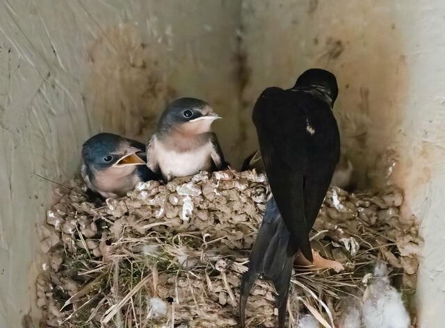 Barn Swallow