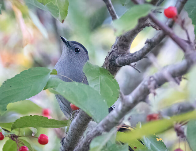 Gray Catbird