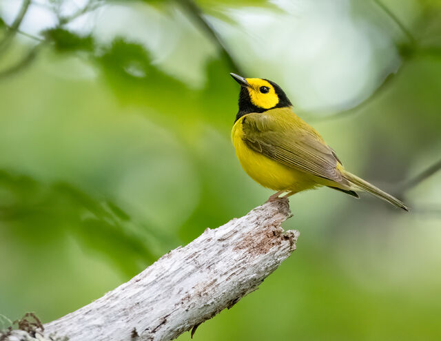 Hooded Warbler