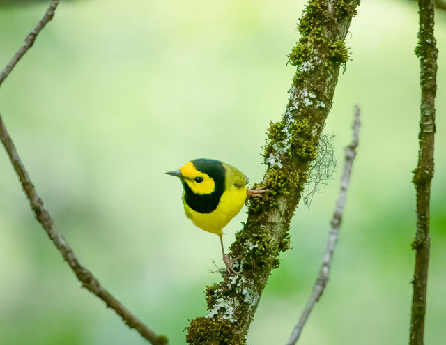 Hooded Warbler