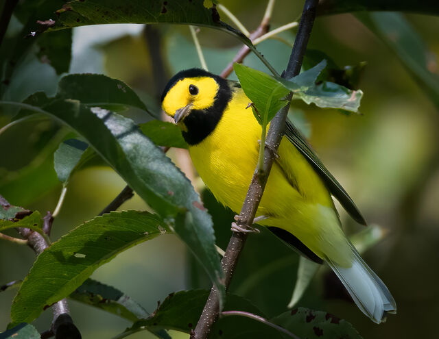 Hooded Warbler