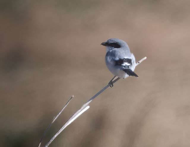 Loggerhead Shrike