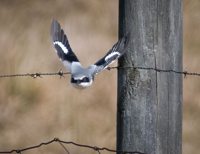 Loggerhead Shrike