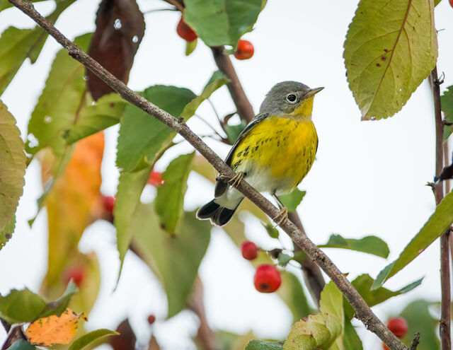 Magnolia Warbler