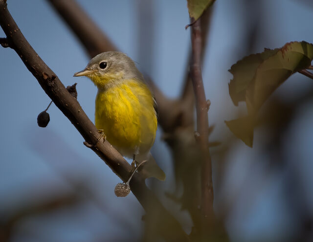 Magnolia Warbler