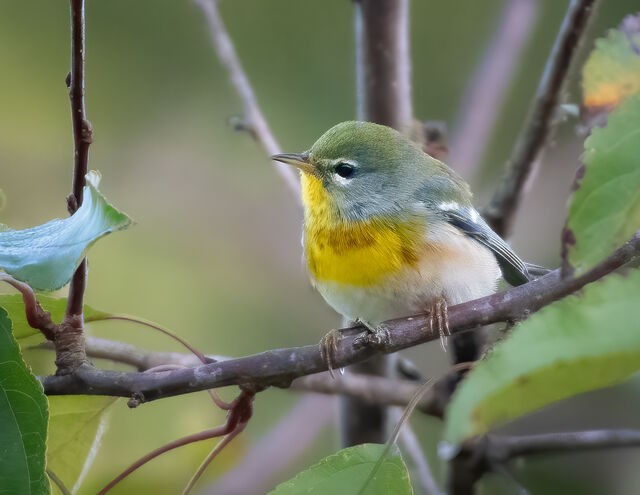 Northern Parula