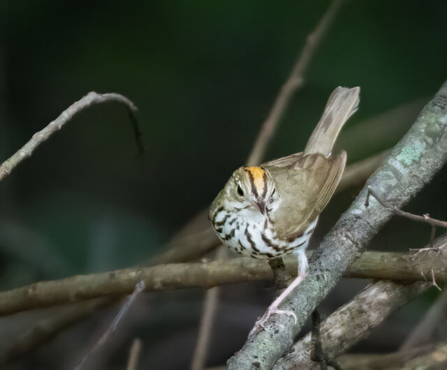 Ovenbird