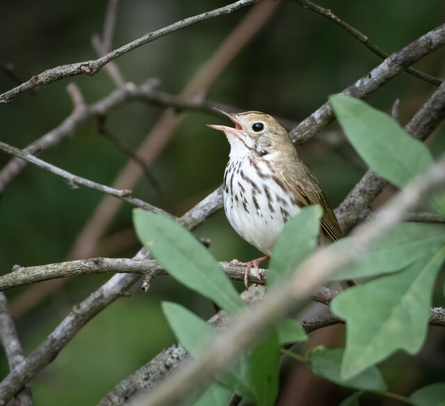 Ovenbird