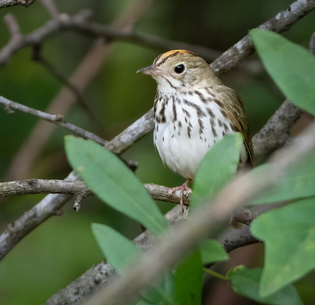 Ovenbird