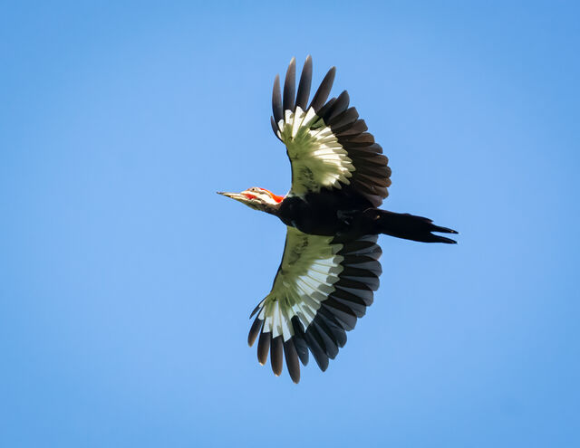 Pileated Woodpecker