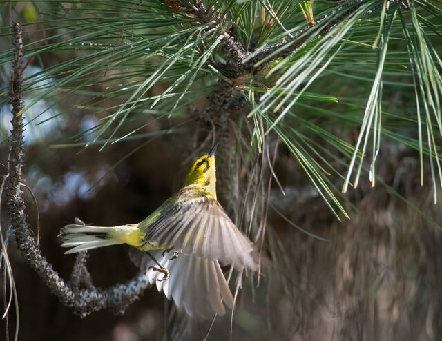 Prairie Warbler