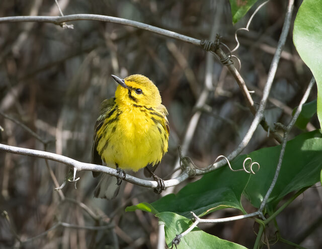 Prairie Warbler