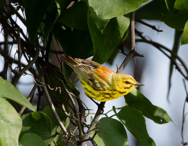 Prairie Warbler