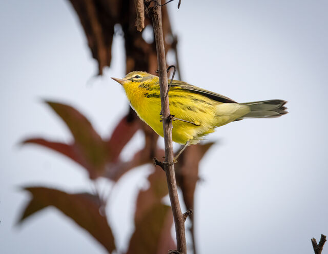 Prairie Warbler